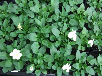 viola12
