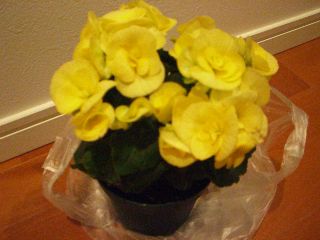 小田急（春のお花プレゼント）