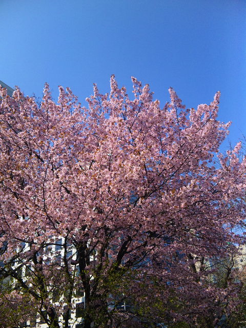 2011桜1