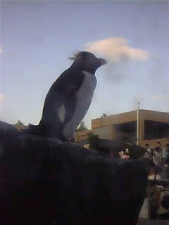 イワトビペンギン