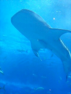 美ら海水族館