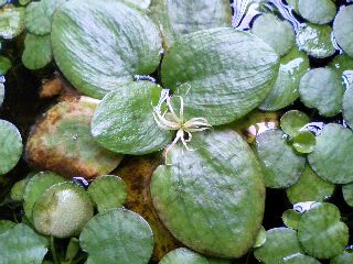 浮き草の花