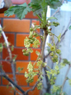 スグリの花