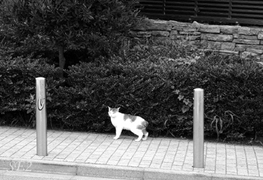 鵠沼でみかけた街のにゃんこ