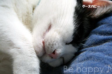 暑中お見舞い申し上げますニャ♪みニャさん今日も笑顔でニャ～！