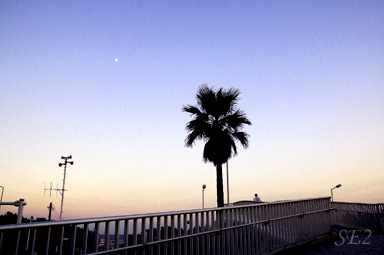 浜見山の交番前の歩道橋から宵の明星を臨む