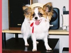 ティアラちゃん