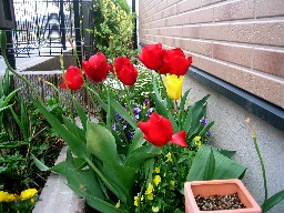 チューリップ３