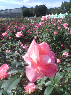 神代植物園　バラフェスタ.jpg