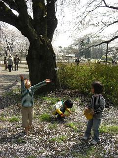 お花見　桜吹雪.jpg