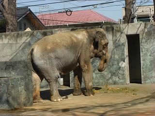 井の頭公園　ぞう.jpg