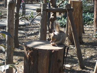 井の頭公園　りす.jpg