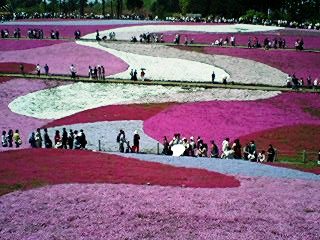 羊山公園芝桜１