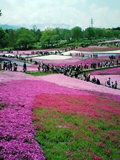 羊山公園芝桜２