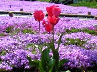 羊山公園芝桜とチューリップ