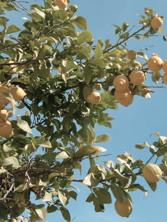 limon