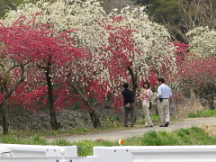 dc050327.jpg