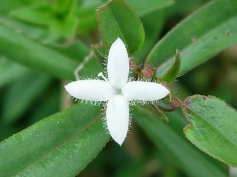 メリケンムグラ たこのあし 楽天ブログ