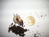 ムナコブクワガタ幼虫