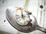 ムナコブクワガタ幼虫３