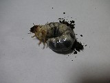 ムナコブクワガタ幼虫４