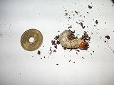 ムナコブクワガタ幼虫５