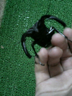 マンディブラリス