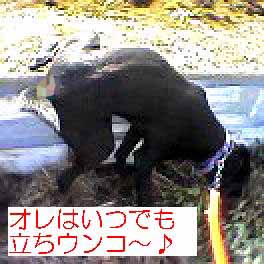 立ちウンコ