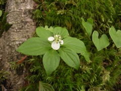 北岳の花4