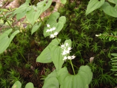 北岳の花5