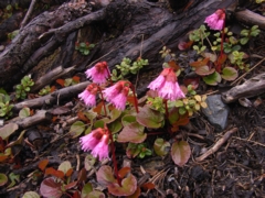 北岳の花15