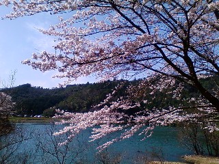 大杉ダム　ダム湖と桜