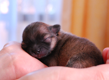 小梅の子犬