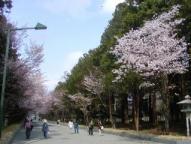 北海道神宮桜