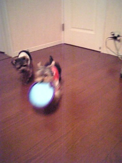 杏にとられた～