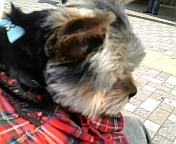 わたし、抱っこ！