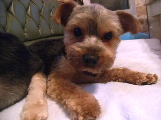 ラック（２歳３ヶ月）