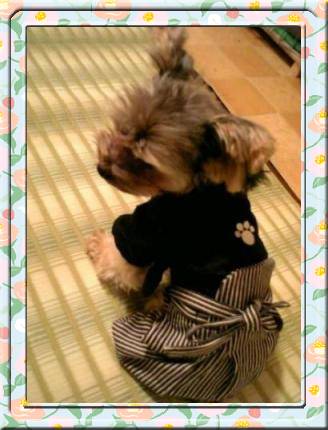 ジェル兵衛の後姿