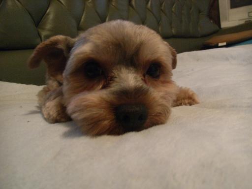 グッド（２歳３ヶ月）