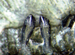 Fossil Teeth of Kuwajimala kagaensis