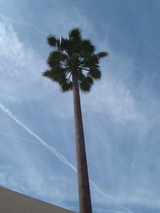 Palm Tree Antenna from Close 20060407 C