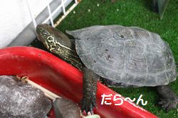 寄りかかるかめきち