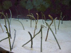 ガーデンイール