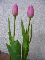 チューリップ