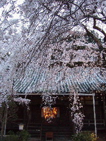 枝垂れ桜