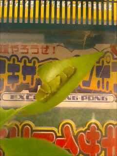 アゲハ幼虫青ちゃん.jpg