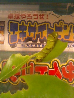 アゲハ幼虫青ちゃん２.jpg