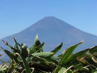 箱根丸岳より　富士山とささ