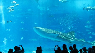 美ら海水族館