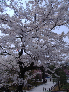 智積院の桜